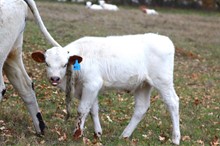 2023 Telling Secrets Heifer #1