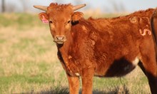 2025 Splish Splash Bull