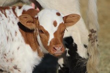 2023 Busybody Bull