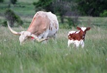 2017 Peaches and Cream Bull Calf