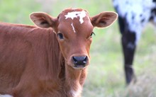 2026 Shoot to Thrill Heifer