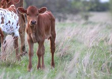 2026 Radio Flyer Heifer