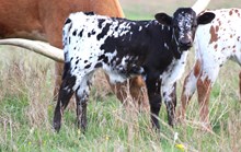 2026 Awesome Sauce Bull