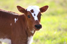 2026 Iron Lady Heifer