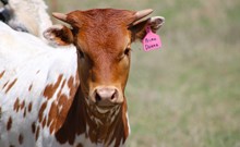 2025 Prima Donna Heifer