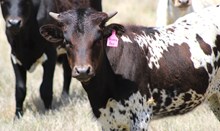 2025 Queen Bee Heifer