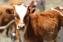 2025 Life of the Party Heifer