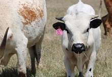 2025 Spill the Tea Bull