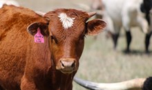 2025 Front of the Line Bull