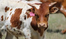 2025 Kansas Cowgirl Bull