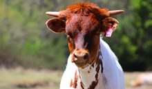 2025 Fifty Bombs Heifer