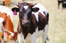 2025 Tuff Butterfly Heifer