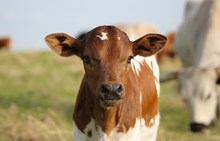 2026 High Society Bull