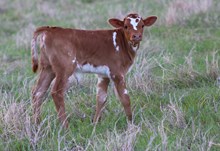 2026 Into Mischief Heifer