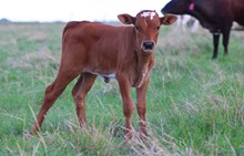 2026 Shoot to Thrill Heifer