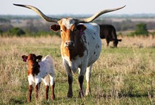 2018 Mesquite Blossom Bull