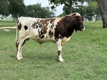 2021 Sweet Dawn Bull