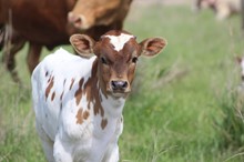 2021 Cajun Queen Bull