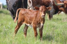 2021 Lucky's Starlight Heifer