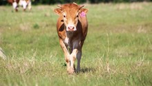 2019 Red Grande Heifer