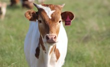 2019 Auzzie Rose Heifer