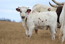2021 Tuff Butterfly Heifer