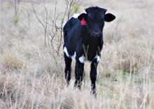 2022 Miss Phenomedona Bull