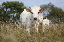 2021 Peaches N Cream Heifer