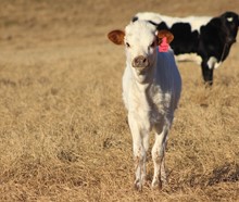 2022 Peach's Grace Heifer