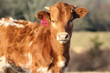 2022 Rio Jubilee Heifer