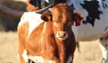 2022 Cheap Thrills Heifer