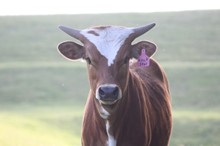 2021 Alakrnbama Heifer