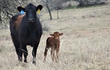 9027 Hidden Assets Bull