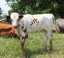 2013 Juicy Heifer