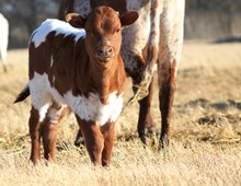 2016 Alafrknbama Bull Calf