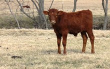 2013 Sarcee Bull Calf