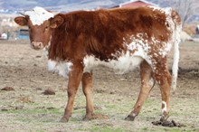 Mona Lisa heifer