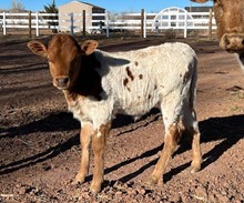 Heifer Calf 2
