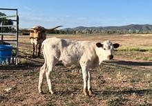 Heifer Calf 3