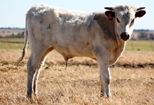 2016  Peaches and Cream Bull