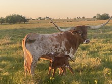 2023 Dilly Dilly Heifer