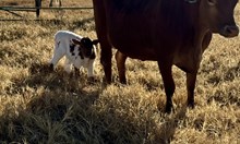 2025 Worth the Squeeze