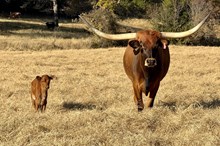 2025 Sweetheart Shadow