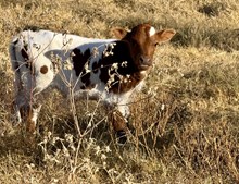 2025 Country Grammar