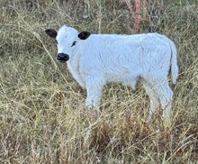 2025 Rio Jubilee Bull